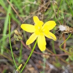 Tricoryne elatior at Block 402 - 13 Dec 2021