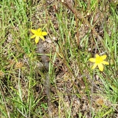 Tricoryne elatior at Block 402 - 13 Dec 2021