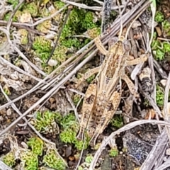 Brachyexarna lobipennis (Stripewinged meadow grasshopper) at Stromlo, ACT - 13 Dec 2021 by trevorpreston