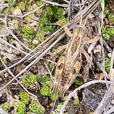 Brachyexarna lobipennis (Stripewinged meadow grasshopper) at Stromlo, ACT - 13 Dec 2021 by tpreston