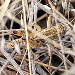 Brachyexarna lobipennis at Stromlo, ACT - 13 Dec 2021