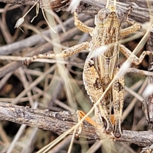 Brachyexarna lobipennis at Stromlo, ACT - 13 Dec 2021