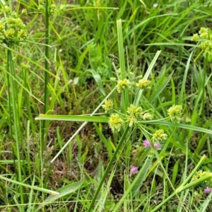 Cyperus eragrostis at Stromlo, ACT - 13 Dec 2021