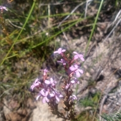 Stylidium (genus) (Trigger Plant) at Shoal Bay, NSW - 13 Dec 2021 by LyndalT