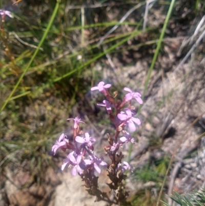 Stylidium (genus) (Trigger Plant) at Shoal Bay, NSW - 13 Dec 2021 by LyndalT