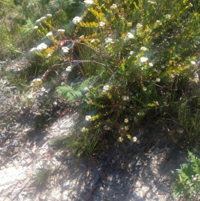 Platysace lanceolata (Shrubby Platysace) at Shoal Bay, NSW - 13 Dec 2021 by LyndalT