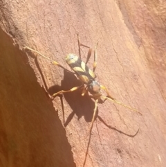 Aridaeus thoracicus (Tiger Longicorn Beetle) at Shoal Bay, NSW - 13 Dec 2021 by LyndalT