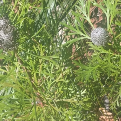 Isopogon anemonifolius (Common Drumsticks) at Shoal Bay, NSW - 13 Dec 2021 by LyndalT