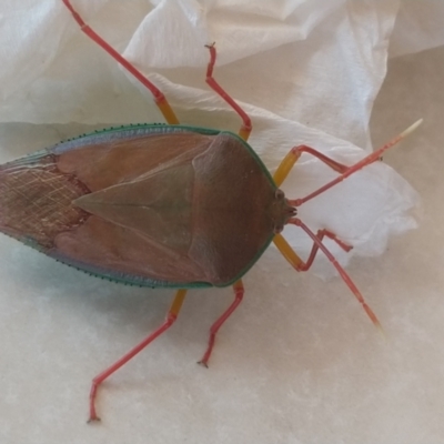 Unidentified Leafhopper & planthopper (Hemiptera, several families) at Nelson Bay, NSW - 13 Dec 2021 by LyndalT