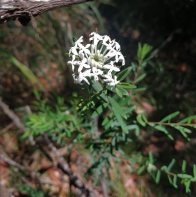 Pimelea linifolia (Slender Rice Flower) at Salamander Bay, NSW - 13 Dec 2021 by LyndalT