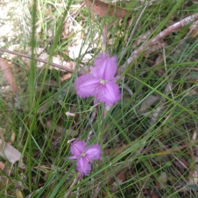 Thysanotus sp. at Salamander Bay, NSW - 13 Dec 2021 by LyndalT