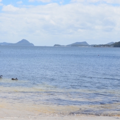 Cygnus atratus (Black Swan) at Salamander Bay, NSW - 13 Dec 2021 by LyndalT