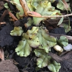 Marchantia sp. (genus) (A Liverwort) at Garran, ACT - 13 Dec 2021 by Tapirlord
