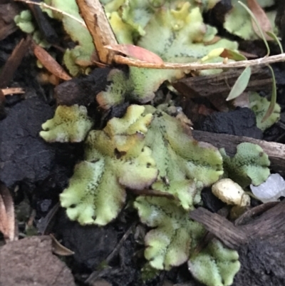Marchantia sp. (genus) (A Liverwort) at Garran, ACT - 13 Dec 2021 by Tapirlord