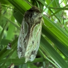 Cosmodes elegans (Green Blotched Moth) at Murrumbateman, NSW - 13 Dec 2021 by SimoneC