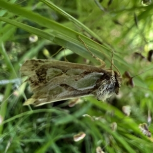 Cosmodes elegans at Murrumbateman, NSW - 13 Dec 2021