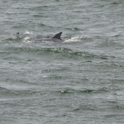 Tursiops truncatus (Bottlenose Dolphin) at Port Stephens, NSW - 13 Dec 2021 by LyndalT