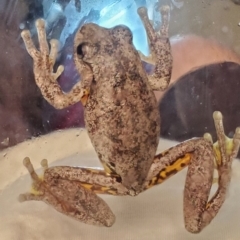 Litoria peronii (Peron's Tree Frog, Emerald Spotted Tree Frog) at Weetangera, ACT - 13 Dec 2021 by Jwiles