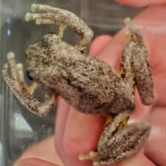 Litoria peronii at Weetangera, ACT - 13 Dec 2021