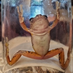 Litoria peronii at Weetangera, ACT - 13 Dec 2021