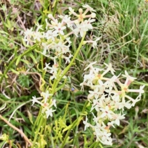 Stackhousia monogyna at Yaouk, NSW - 5 Dec 2021 12:23 PM