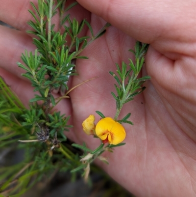 Pultenaea laxiflora (Loose-flower Bush Pea) at Flea Bog Flat, Bruce - 13 Dec 2021 by mainsprite