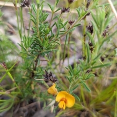 Pultenaea laxiflora at Bruce, ACT - 13 Dec 2021 04:05 PM