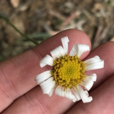 Brachyscome diversifolia var. diversifolia (Large-headed Daisy) at Rossi, NSW - 4 Dec 2021 by Tapirlord