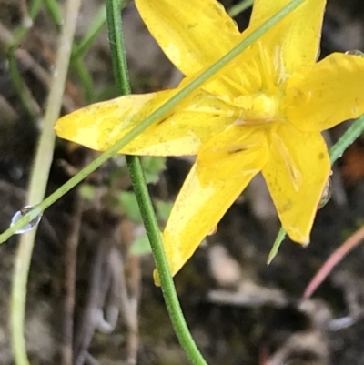 Hypoxis hygrometrica (Golden Weather-grass) at Rossi, NSW - 5 Dec 2021 by Tapirlord