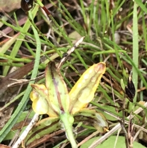 Hypoxis hygrometrica at Rossi, NSW - 5 Dec 2021