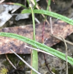 Hypoxis hygrometrica at Rossi, NSW - 5 Dec 2021