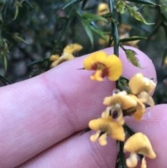 Daviesia ulicifolia (Gorse Bitter-pea) at Farringdon, NSW - 4 Dec 2021 by Tapirlord