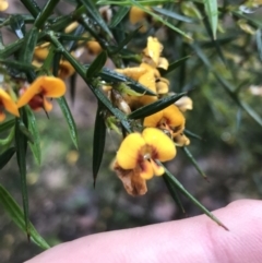 Daviesia ulicifolia at Farringdon, NSW - 5 Dec 2021 10:29 AM