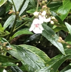 Prostanthera lasianthos (Victorian Christmas Bush) at Farringdon, NSW - 5 Dec 2021 by Tapirlord