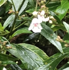 Prostanthera lasianthos (Victorian Christmas Bush) at Farringdon, NSW - 4 Dec 2021 by Tapirlord