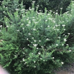 Cassinia aculeata at Farringdon, NSW - 5 Dec 2021