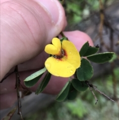 Goodia lotifolia (Golden Tip) at Farringdon, NSW - 5 Dec 2021 by Tapirlord