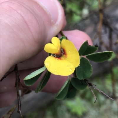 Goodia lotifolia (Golden Tip) at Farringdon, NSW - 4 Dec 2021 by Tapirlord