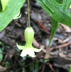 Billardiera mutabilis at Farringdon, NSW - 5 Dec 2021