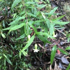 Billardiera mutabilis at Farringdon, NSW - 5 Dec 2021