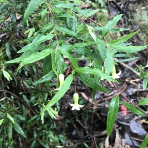 Billardiera mutabilis at Farringdon, NSW - 5 Dec 2021