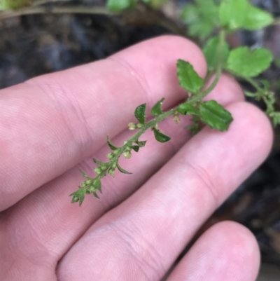 Gonocarpus teucrioides (Germander Raspwort) at Bombay, NSW - 5 Dec 2021 by Tapirlord