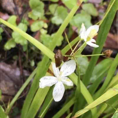 Libertia paniculata (Branching Grass-flag) at Farringdon, NSW - 5 Dec 2021 by Tapirlord