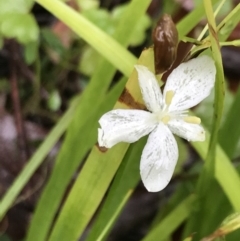 Libertia paniculata at Farringdon, NSW - 5 Dec 2021