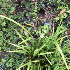 Libertia paniculata at Farringdon, NSW - 5 Dec 2021