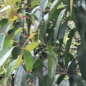 Eucalyptus fastigata at QPRC LGA - 5 Dec 2021