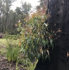 Eucalyptus fastigata at QPRC LGA - 5 Dec 2021