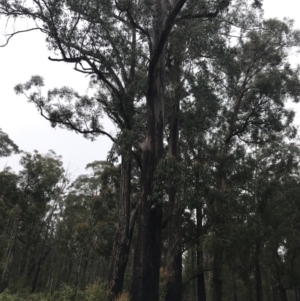 Eucalyptus fastigata at QPRC LGA - 5 Dec 2021