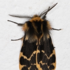 Ardices curvata (Crimson Tiger Moth) at Melba, ACT - 11 Oct 2021 by kasiaaus