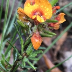 Pultenaea subspicata (Low Bush-pea) at Rossi, NSW - 5 Dec 2021 by Tapirlord